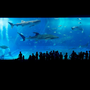 Vannes Aquarium